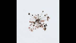 Lia Kuri, Valentin Ignat - Highland VIP