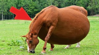 People Couldn’t Stop Screaming When They Saw Who This Horse Gave Birth To!