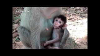 Life Monkey Holly & Mom Rosa # 2 - Mom Open Eye Baby