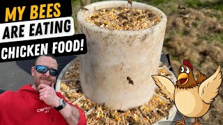 Why Are My Bees Eating Chicken Feed!!? Ive Never Seen This Before!!
