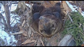Верховая Берлога медведя Мансура 🐻💤❄️ Mansur Bear's comfortable nest of branches