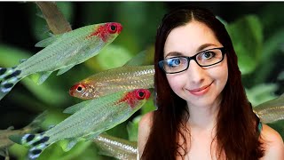 Rummy Nose Tetra: Complete Care Guide