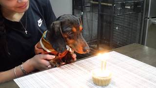 Happy birthday wiener!
