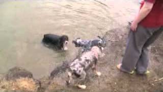mines of spain with the dogs