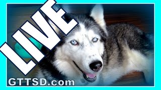 SIBERIAN HUSKIES Previously LIVE | Gone to the Snow Dogs Live Q&A