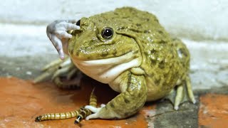 Asian bullfrog not hungry today! Live Feeding