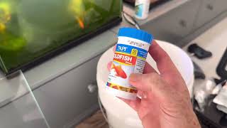 Servicing a green goldfish aquarium by Paul Talbot 