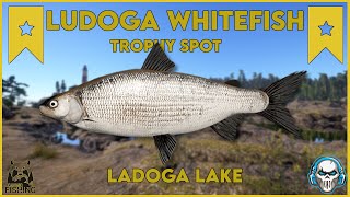 LUDOGA WHITEFISH TROPHY SPOT! LADOGA LAKE - Russian Fishing 4 #rf4