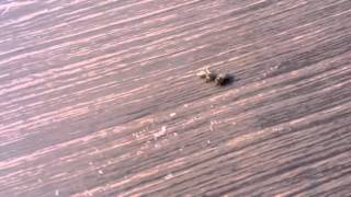 Drunken Bees ... It was a good margarita