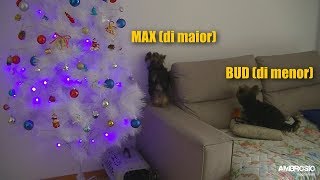 QUANDO OS CACHORROS FICAM SOZINHOS