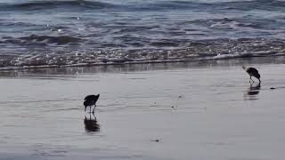 2021-11-12 Doñana