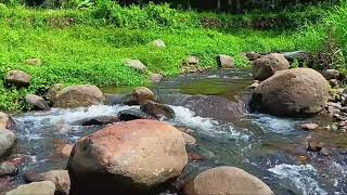 Relieve Stress and Heal Your Mind with Gentle River Flow and Tranquil Forest Sounds
