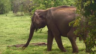 170209C 033 Elephant 1080p