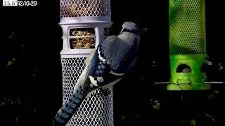 See What this Blue Jay likes to Eat!