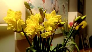 Daffodil Timelapse