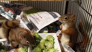 Orphan Squirrels angry about Eating Broccoli.