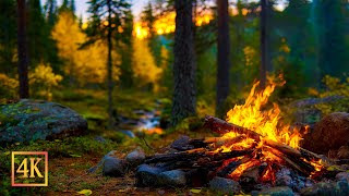 Early Autumn Morning by the Campfire 🌲🔥 Gentle Stream & Forest Ambience