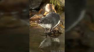 All I want for Christmas is Shrew