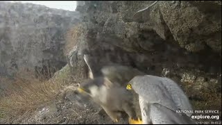 Falcon finally brought something to his lady ~ Feb. 7, 2021