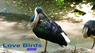 Funny animal videos Love Birds 😍😎👌❤