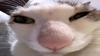 cats being weird