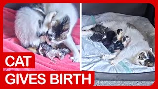 Cat Giving Birth to Six Kittens | Video of The Whole Birth