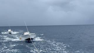 WET SEASON WOES / Live coral trout fishing the GBR!