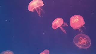 The beauty of a jellyfish is transparent!
