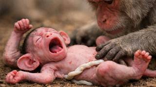 🔴 LIVE: Newborn Monkey Struggles to Feed – What Happened? 🐒💔