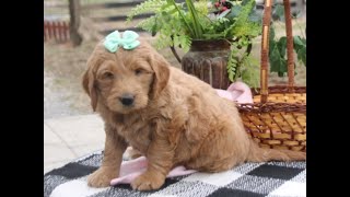 Winsley – F1 Goldendoodle Puppy In Kentucky