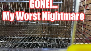 Total Loss In One Day, lost the flock 