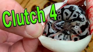 Clutch 4 Egg Cutting (Ball Python)