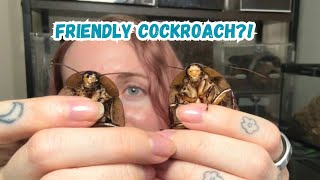 Top Cockroaches to Keep as Pets! 🪳❤️