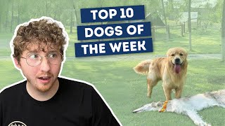 The Flattest Dog Ever | Top 10 Dogs of the Week