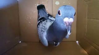 Reported Bird Back! 23km away!