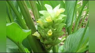 Some Fancy Home Plants | Beauty full Flower Plants | Fancy Plants for Home Top 10 Flower Plants