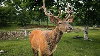 Red Deer Fallow Deer Rut Rutting