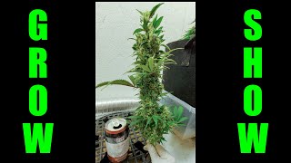 Reusing Coco and Reamending Organics - Photosyntech Grow Show Ep.10