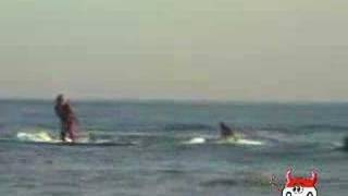 Surfer Is Shark Fishing. CRAZY SHIT