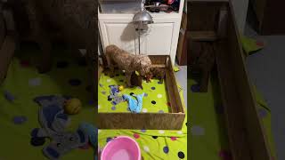 Golden doodle pups just learning to walk !