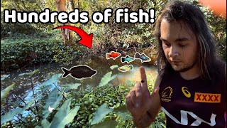 These Pet Fish Escaped… Now They’re Taking Over the Creek!