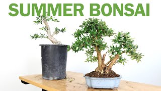 Making an Olive Bonsai in 4 Months over the Summer