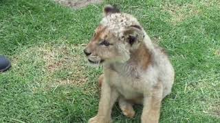Safari Lion Cub East London Inkwenkwezi Private Game Reserve South Africa