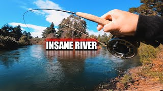 This River is INSANE, Always BIG Fresh CRAZY Trout | NZ