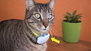 They Tracked Their Cat With GPS — The Secret Life He Was Living Left Them Speechless