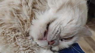 Cute Kittens | बिल्ली के बच्चों की आंखें खुल गईं