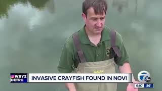 The Crawfish Invasion 2018
