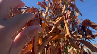 Tropical Fruit Trees Threatens by Cold Freeze