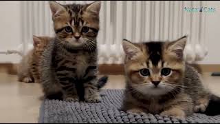Jolie und ihre zuckersüßen Kitten