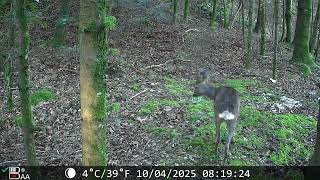 Trail Cam  - Blaireau - Chevreuils- Martre - 12 jours en forêt de Chartreuse  -  Avril 2025